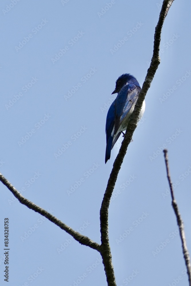 Canvas Prints blue and white flycatcher in a forest