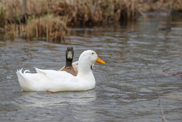 Swedish duck and pekin duck swimming in a lake in winter.