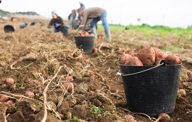Black bucket full of potatoes on field. Workers harvesting potatoes in background.