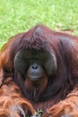 Portrait of a big male orangutan
