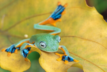Green tree flying frog in their environment