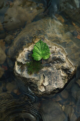 A top down view of a green leaf on a rock in a river 