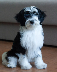 Tibetan terrier puppy