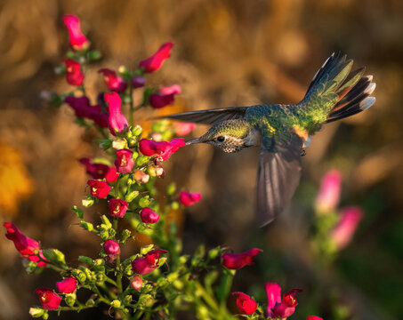A Broad-tailed Hummingbird female with a beautifully fanned tail hovering in flight next to "Red Birds in a Tree" a favorite pollinator plant.