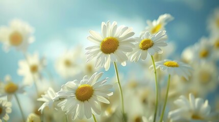 Fototapeta premium A field of daisies under the sunshine with a blurry background and a light blue sky.