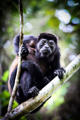 Singe hurleur, Costa-Rica.  Amérique Centrale