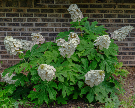 A small shrub of Oak leaf hydrangea, Hydrangea quercifolia, with many flower panicles. The creamy white flowers change to pink as they age, as visible on some of the flowers. Brick wall background.