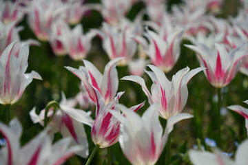 優美なユリ咲きチューリップ