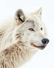 Obraz premium Mystic portrait of Arctic Wolf , copy space on right side, Anger, Menacing, Headshot, Close-up View Isolated on white background