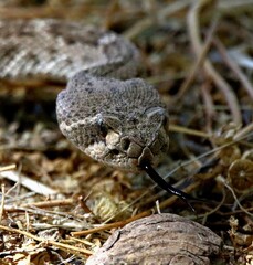 Western Diamondback Rattlesnake in Desert 