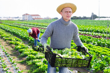 Portrait of focused farmer engaged in green lettuce harvesting on farm plantation on spring day, carrying box with gathered vegetables
