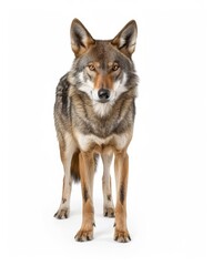 Obraz premium the Red Wolf, portrait view, white copy space on right Isolated on white background