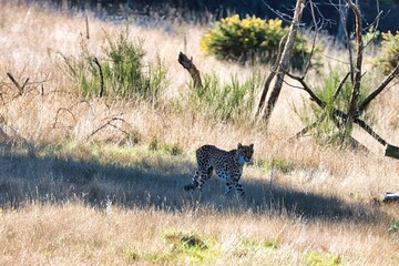 Africa Safari