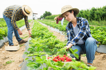 Female owner plantation harvesting ripe strawberry on farm field