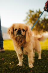 perro pequinés beige