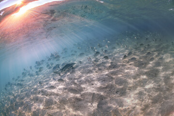 Blacktip Reef Shark, Heron Island Australia