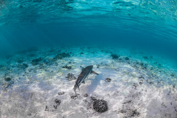 Blacktip Reef Shark, Heron Island Australia