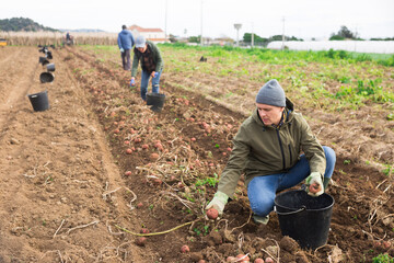 Focused male gardener working in vegetable garden, harvesting potatoes on farm plantation