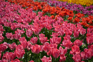 満開のチューリップの輝き