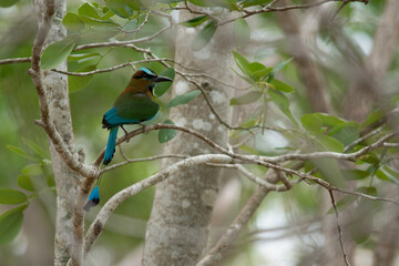 Beautiful and colorful Toh bird standing on a branch