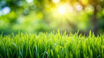 close up of green grass with blurred garden background
