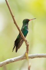 Divine colorful hummingbird perched on a branch