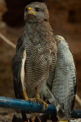 Falcon standing looking straight ahead