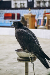 Falcon at the falcon market in Doha, Qatar