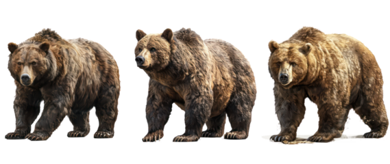 Set of Majestic Grizzly Bear with Thick Fur and Sharp Claws, Isolated on Transparent Background