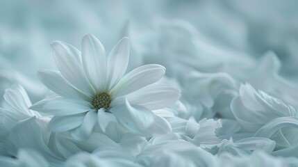 Obraz premium A white flower is blooming in a sea of white petals.