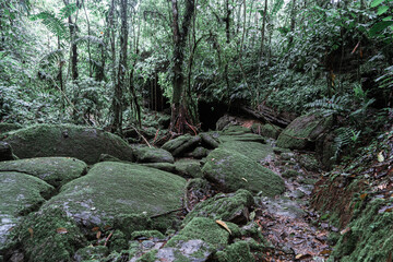 Natural trails in an enchanted forest in the Amazon jungle