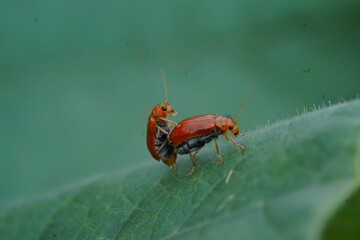 bug on leaf