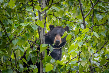 Black Bear in Kitsault British Columbia Ghost Town
