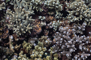 coral reef with fish in New caledonia