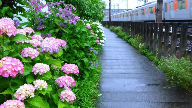 東武スカイツリーラインと&ldquo;雨のアジサイ&rdquo;＜雨と電車の音入り＞
(2024年関東に台風1号が接近した時の映像です。)