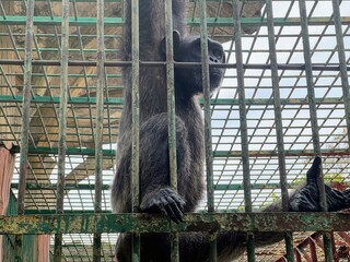 a photography of a gorilla sitting in a cage with its paws on the bars. - Powered by Adobe