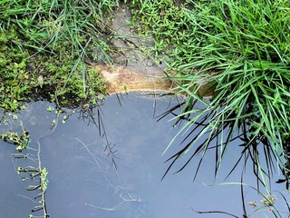 a photography of a puddle of water with grass and weeds.