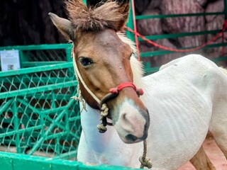 a photography of a horse with a red halter in a pen.