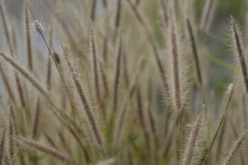 Sweet grass flowers beside the road