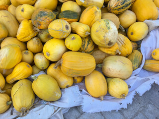 Pile of fresh Spaghetti squash. Vegetable spaghetti on the floor.