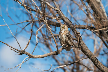 Great horned owl with yellow eyes on a tree branch in a tree blue skies