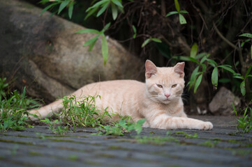 Cat resting on the ground
