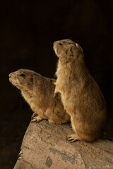 Fototapeta premium prairie dog curiosity. 