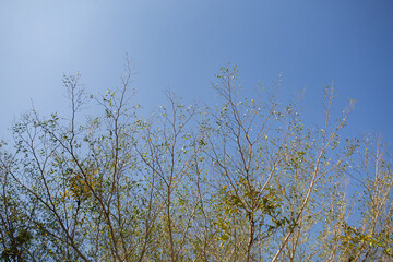 The trees and branches are the summer sky in the background.