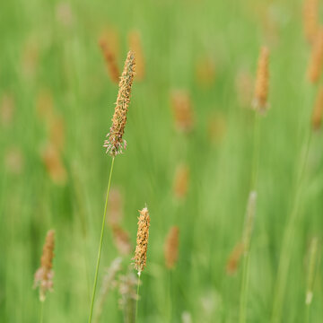 bl&uuml;hende Gr&auml;ser, Wiesenfuchsschwanz, Alopecurus pratensis, auf einer gr&uuml;nen Wiese im Fr&uuml;hling