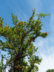 青空と柘榴の木