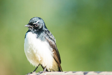 The willie wagtail, scientific name Rhipidura leucophrys. It is a common and familiar bird...