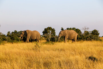 Obraz premium elephants in the savannah