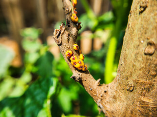 Photo of ants on a tree branch. macro Photography