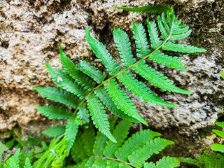 Phegopteris connectilis (long beech fern)